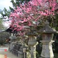 日本神社的梅花