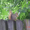 後院籬笆上的松鼠