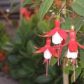 Fuchsia 燈籠花
