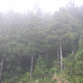 迷霧森林2