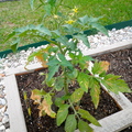 看它長得壯壯的，枝葉茂盛，澆水時不夠細心也是盡可能只澆在近根部的泥土上，葉密難免有些被澆濕，澆到水的葉子就焦了，才一呎高已有兩顆成型的蕃茄。(攝於04/10/2011)