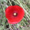 Mohn (poppy) - 3