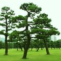 Forest of pine trees