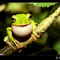 翡翠樹蛙1