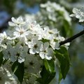 Bradford pear tree flowering