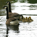 Canadian geese family - cozy