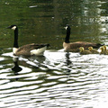 Canadian geese family - take it easy now