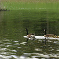 Canadian geese family - at ease on the water