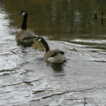 Canadian geese family - protect goslings