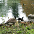 Canadian geese family - escape into water