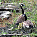 Canadian geese family - alerted