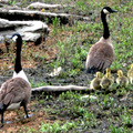 Canadian geese family