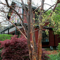 Tree and house