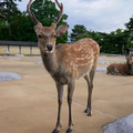 奈良公園的鹿