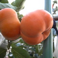 摩天領柿