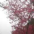 三芝賞櫻趣 - 盛開的山櫻花