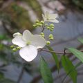 美麗卻不知名的白花，在北海道曾為之驚豔