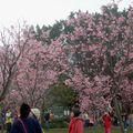 噴池公園四周種滿粉櫻