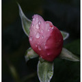 雨後玫瑰園 - 1