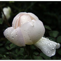 雨後玫瑰園 - 3