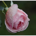蔣宋美齡的玫瑰好嬌美~~