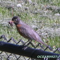2008 Spring Birds in backyard - 1