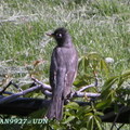 2008 Spring Birds in backyard - 2