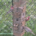 2008 Spring Birds in backyard - 3