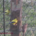 2008 Spring Birds in backyard - 7