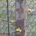 2008 Spring Birds in backyard - 8
