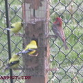 2008 Spring Birds in backyard - 9