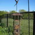 2008 Spring Birds in backyard - 14