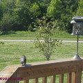 2008 Spring Birds in backyard - 18