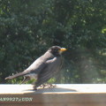 2008 Spring Birds in backyard - 19