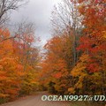 2008 Fall Foliage in Ontario, Canada - 1