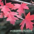 2008 Fall Foliage in Ontario, Canada - 3
