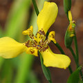 Iris-Longifolia