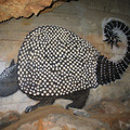 藝術家在洞內岩壁上繪製在此洞活動過動物想像圖
圖示體型有金龜車大小有倒鉤尾巴身披鱗甲的犰狳