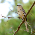 仿聲鳥(Northern Mockingbird)01