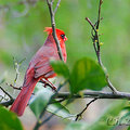 北美紅雀(Northern Cardinal)01