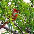 北美紅雀(Northern Cardinal)02