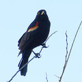 紅翅黑鸝 (Red-winged Blackbird)