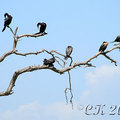 美洲鸕鶿(Neotropic Cormorant)