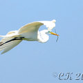 大白鷺(Great Egret)01