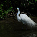 大白鷺(Great Egret)