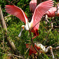 粉紅琵鷺(Roseate Spoonbill)