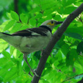 黑領椋鳥(Black-collard Starling)