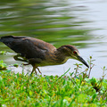 池鷺(Chinese Pond Heron)