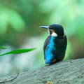 翠鳥(Common Kingfisher)