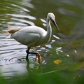 小白鷺(Little Egret)